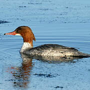 Common Merganser