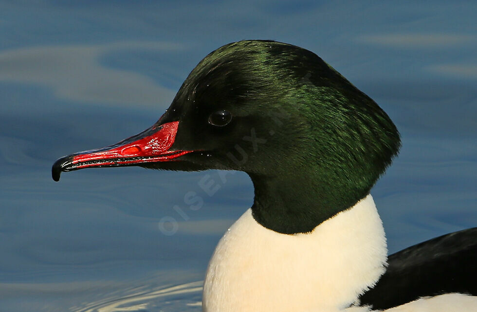 Common Merganser