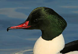 Common Merganser