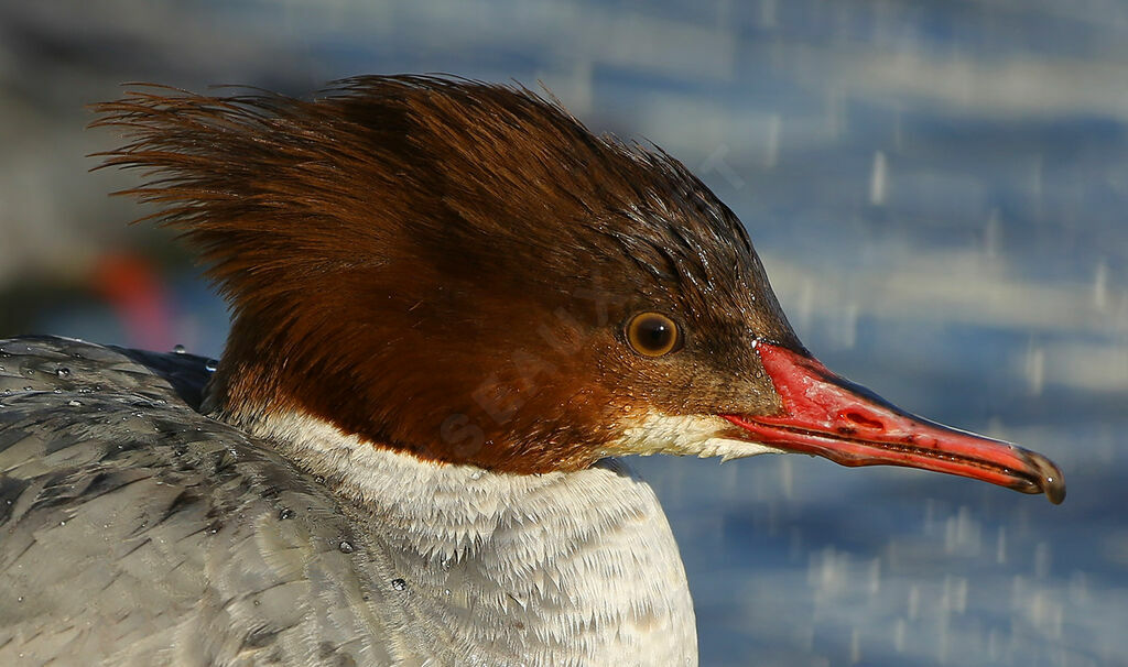 Common Merganser female adult breeding, identification