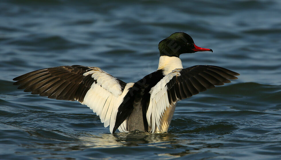 Common Merganser male adult breeding, identification