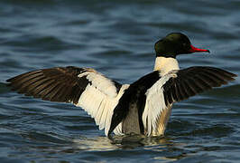 Common Merganser