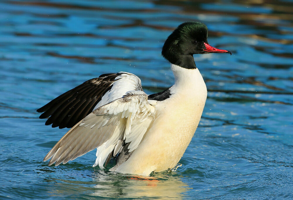 Common Merganser