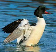 Common Merganser