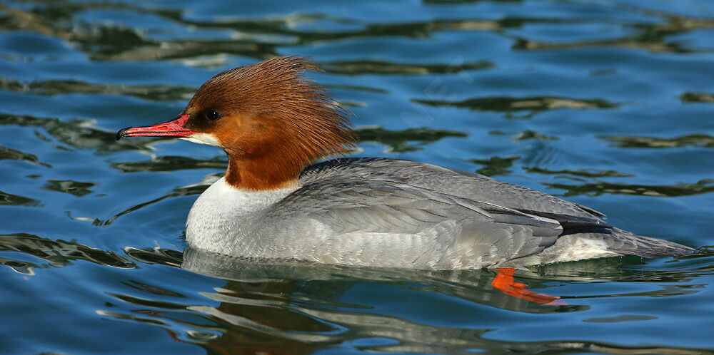 Common Merganser