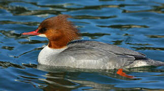 Common Merganser