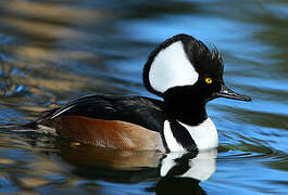 Hooded Merganser