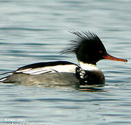 Red-breasted Merganser