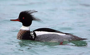 Red-breasted Merganser