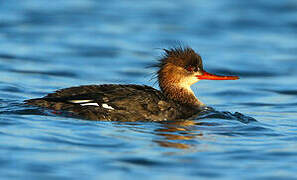 Red-breasted Merganser