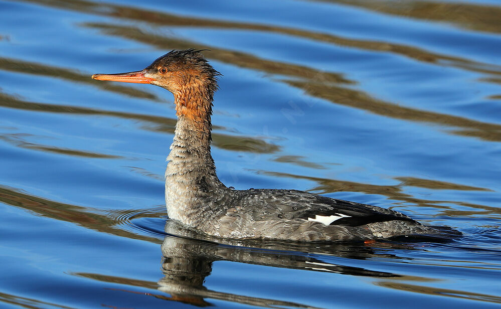 Red-breasted MerganserFirst year, identification, swimming