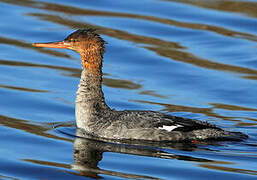 Red-breasted Merganser