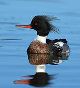 Red-breasted Merganser