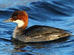 Smew