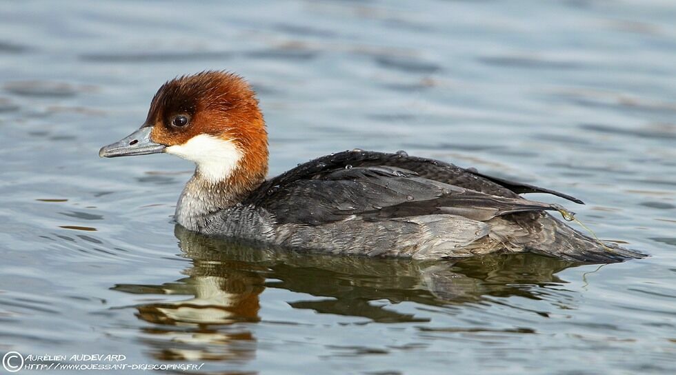 Smew