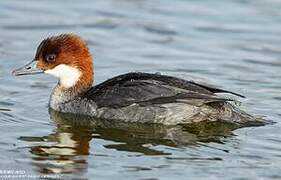 Smew