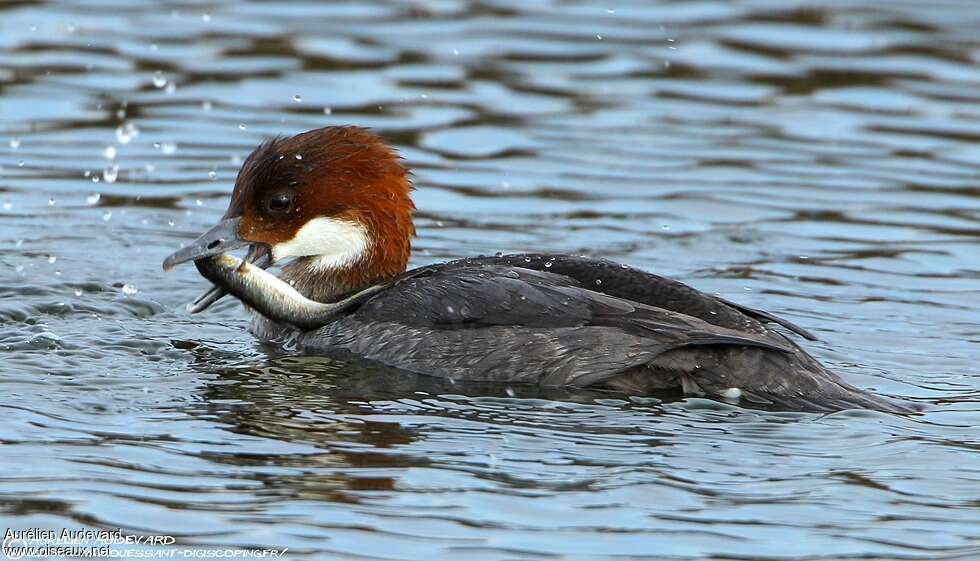 Harle piette femelle adulte, régime, pêche/chasse