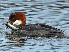 Smew