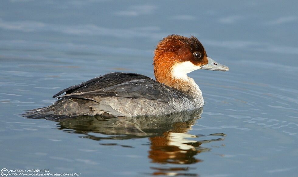 Smew female Second year, identification