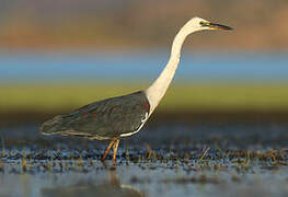 White-necked Heron