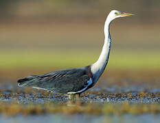 White-necked Heron