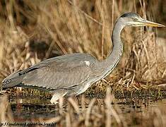 Grey Heron