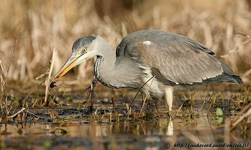 Grey Heron