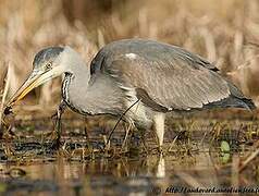 Grey Heron