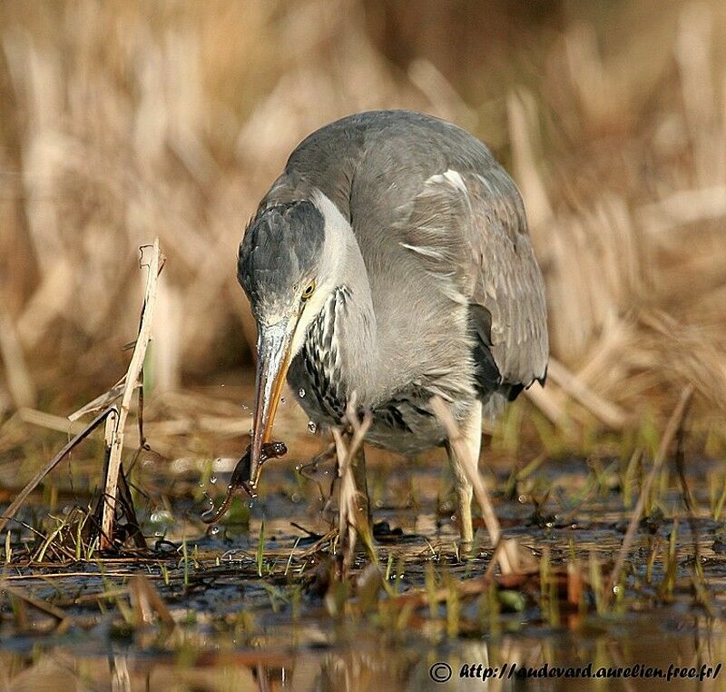 Grey HeronSecond year