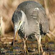 Grey Heron