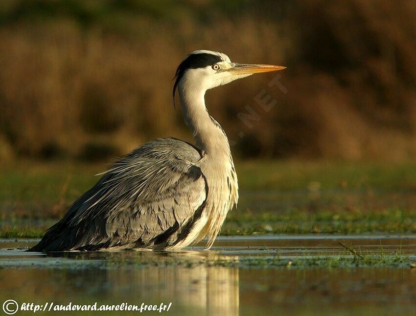 Grey Heron