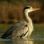 Grey Heron