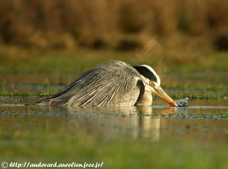 Grey Heron