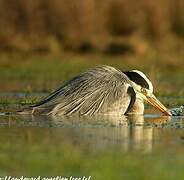 Grey Heron