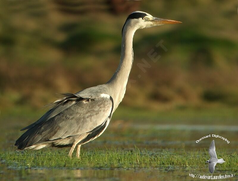 Grey Heronadult post breeding, identification