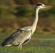 Grey Heron