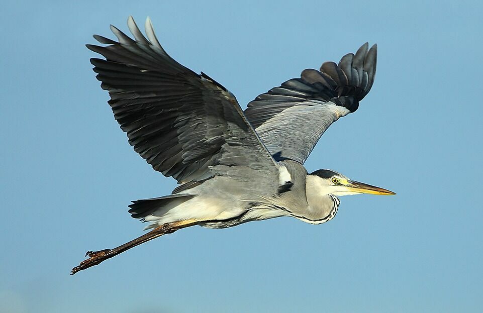 Grey Heronadult