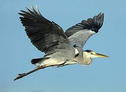 Grey Heron