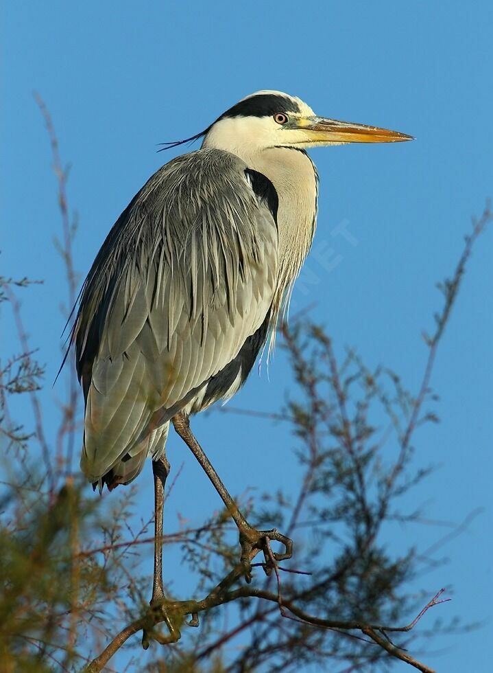 Grey Heronadult breeding, identification