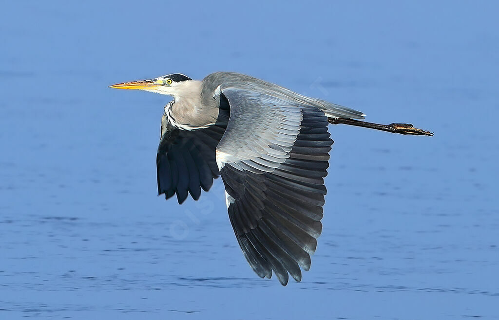 Héron cendré, identification