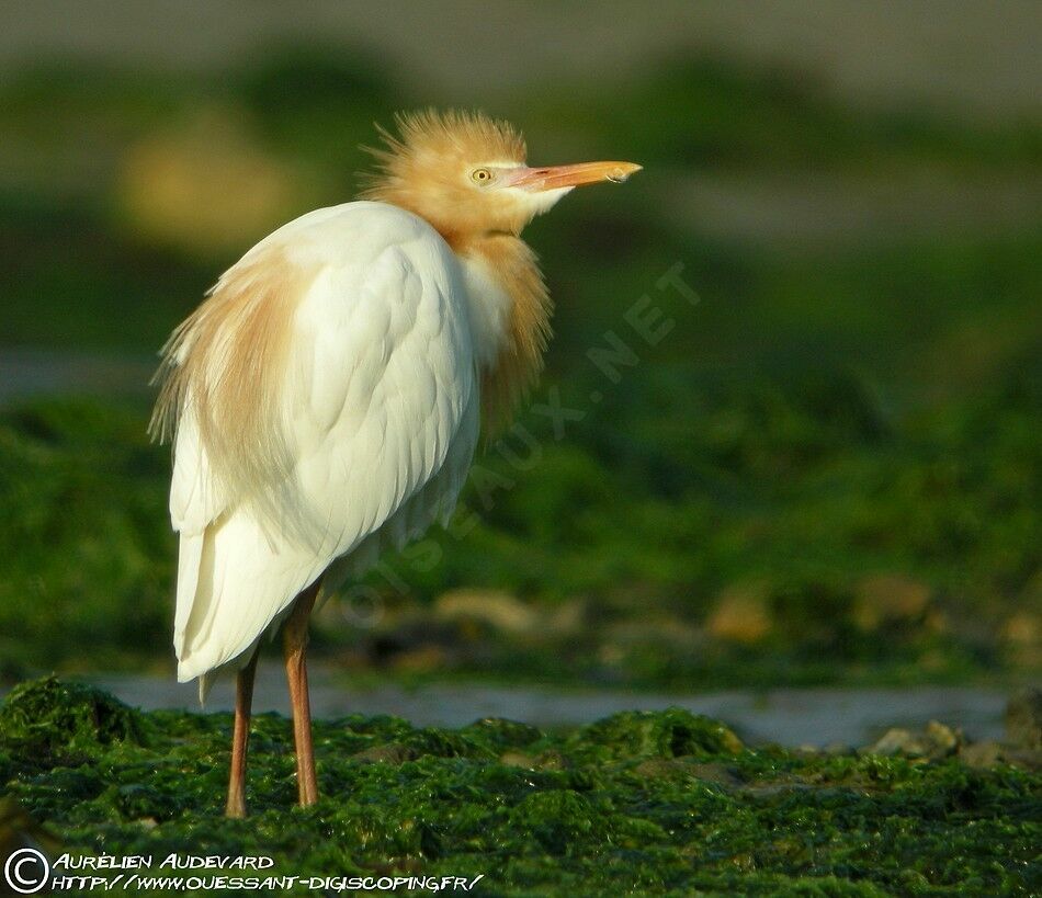 Western Cattle Egretadult breeding, identification