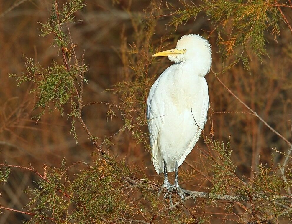 Western Cattle Egret