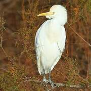 Western Cattle Egret