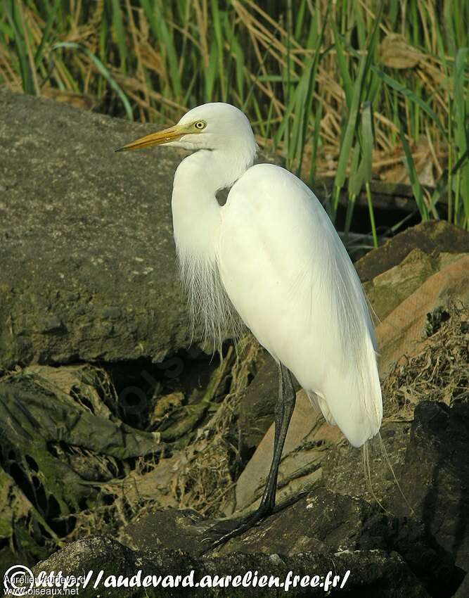 Medium Egretadult breeding, identification