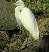 Medium Egret