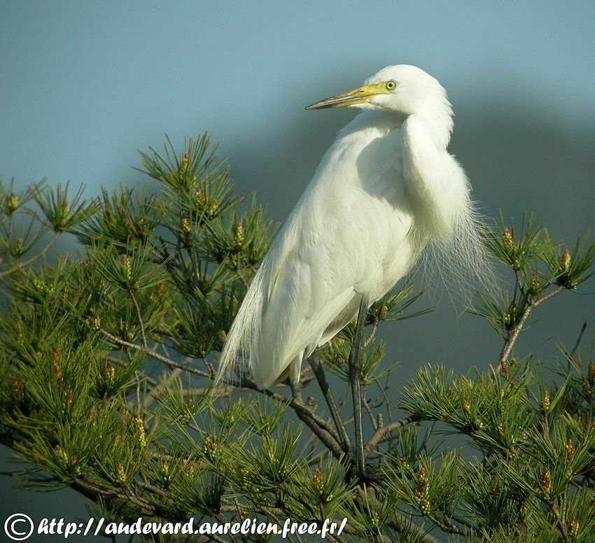 Medium Egret