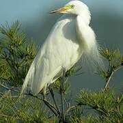 Medium Egret