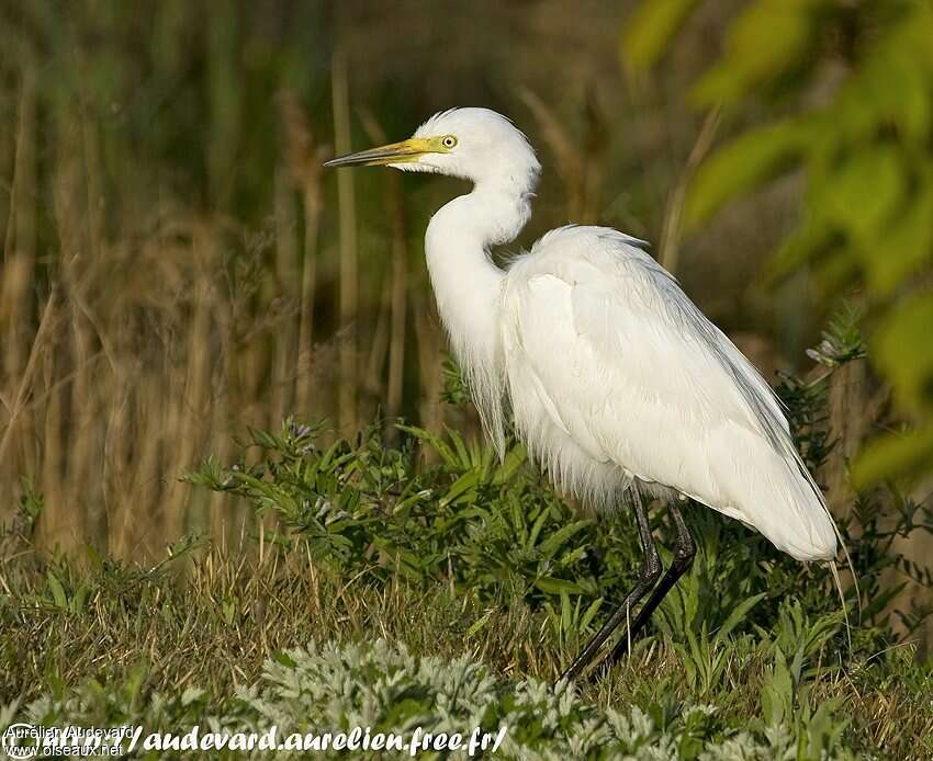 Medium Egretadult post breeding, identification