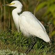 Medium Egret