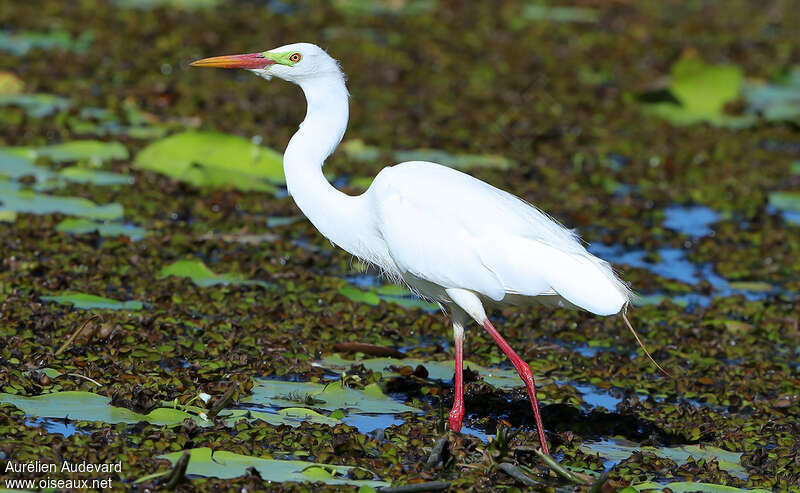 Medium Egretadult breeding, identification